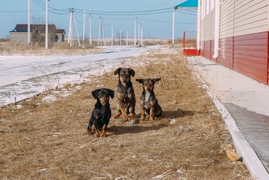 Часто на улице стаями бегают собаки, у которых есть хозяева Мария Смитюк, ИА PrimaMedia