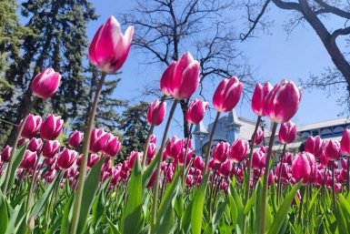Парк &quotЦветник&quot в Пятигорске утопает в тюльпанах Елена Гиневская, ИА Stavropol.Media