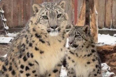 Барсы из Пермского зоопарка затеяли хищные забавы в апрельский день Социальная сеть ВК (12+) &quotПермский зоопарк&quot