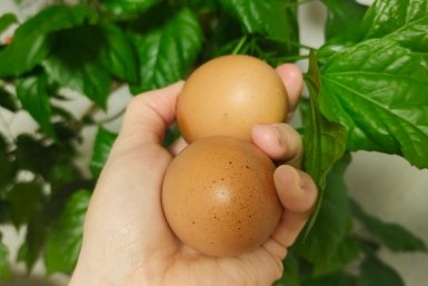 Яйца Автора