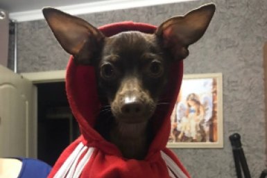 Кинолог указала на шесть худших пород собак для владельцев-новичков - доставят максимум проблем ИА Stavropol.Media