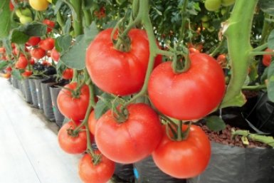 pxhere.com   pxhere.com