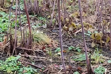 Малина Автора