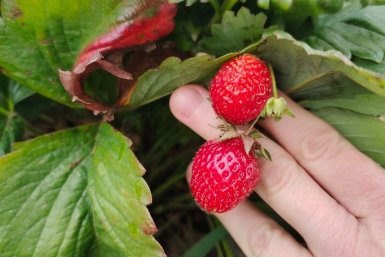 Клубника Автора