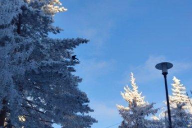 Серебро на ветвях: Ставрополь укрылся снежным покрывалом в середине зимы Елена Гиневская, ИА Stavropol.Media