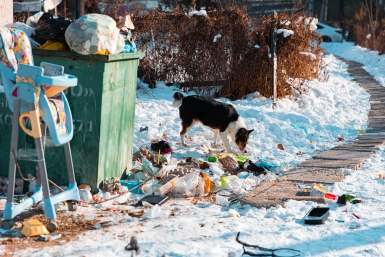 Нарушениями при отлове бродячих собак занялась прокуратура на Ставрополье Илья Аверьянов, ИА PrimaMedia