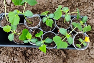 Огурцы Автора