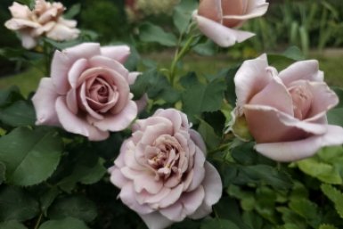 Роза Автора