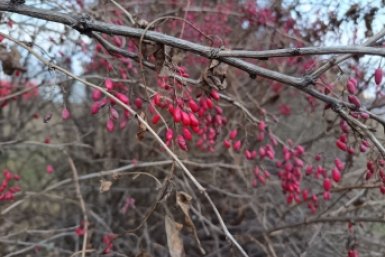 Не только для красоты: 5 неприхотливых кустарников, которые и сад украшают, и пользу приносят ИА StavropolMedia