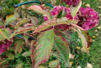 Гортензия Автора