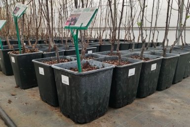 Саженцы Автора