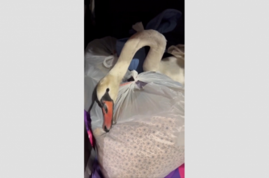 Белого лебедя ночью спасли волонтеры на Ставрополье Волонтеры фонда &quotКончег&quot