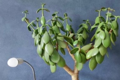 Отрава для детей и питомцев: почему нельзя держать дома денежное дерево - 3 главные причины ИА Stavropol.Media