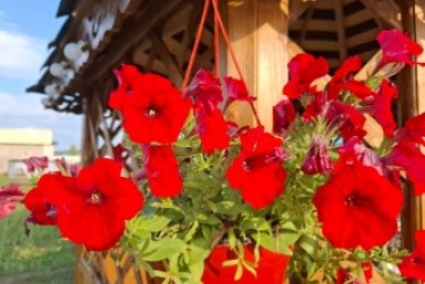 Цветоводам в феврале - обязательно: сроки посева однолетников на рассаду ИА StavropolMedia