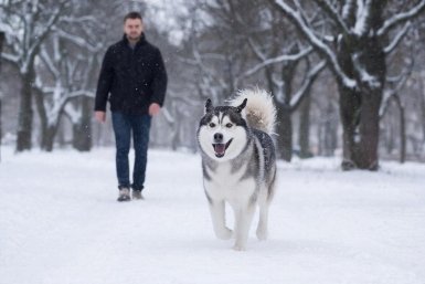 Такие 4 породы собак никогда не убегут от хозяина на улице - даже без поводка ИИ Kandinsky (18+)