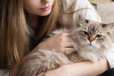 Эти 5 пород кошек преданнее немецких овчарок - верность навсегда ИИ Kandinsky (18+)