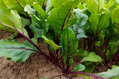 Свекла Автора