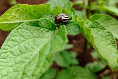 Колорадский жук Автора