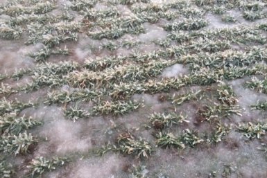 Аграриев Ставрополья предупредили об опасности льда на полях из-за перепадов температуры Ставропольский филиал Россельхозцентра