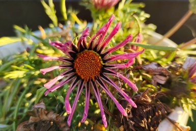 Цветы Автора