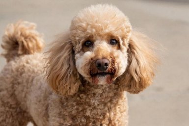 Люди путают их с игрушками - а они живые: 6 пород собак, которые выглядят как плюшевые ИИ Kandinsky (18+)