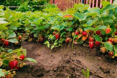 Эти культуры я сажаю в первую очередь после клубники — почва станет плодородной за один сезон ИА StavropolMedia