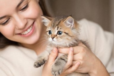 Какую кошку завести новичку: ТОП-5 беспроблемных пород - милые, ласковые и ручные ИИ Kandinsky (18+)