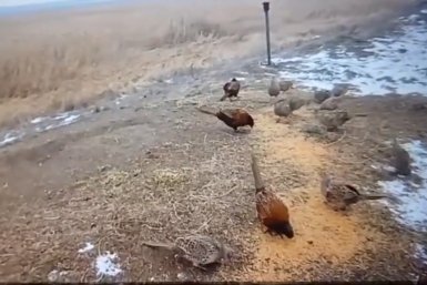 О &quotзимних столовых&quot для зверей и птиц в лесах Ставрополья рассказали в минприроды ИА Stavropol.Media