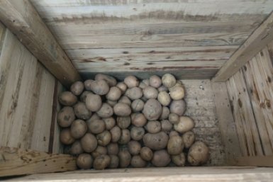 О хранении не парюсь: сажаю 2 сорта картошки с рекордной лежкостью - лежит до нового урожая ИА SochiMedia