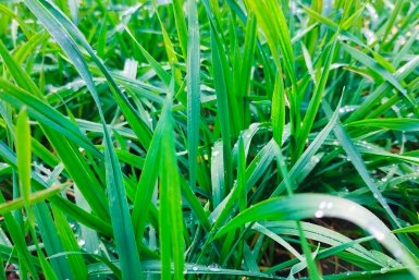 Газон Автора