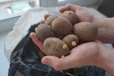 Посадили ведро, собрали центнер: 5 вкусных и урожайных сортов картофеля, для супов, пюре и запекания Ольга Брютова, ИА UssurMedia