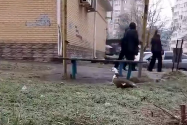 Волонтёры спасли от голодных горожан индоутку в Ставрополе Из архива волонтеров фонда &quotКовчег&quot