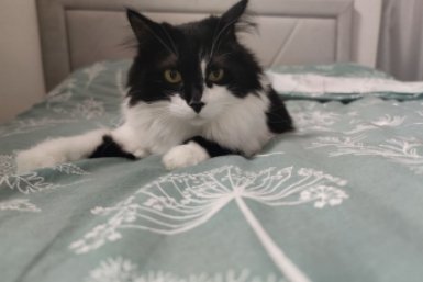 Поняла, почему моя кошка обходила лоток стороной: как вернуть питомцу хорошие манеры за 3 дня ИА Stavropol.Media