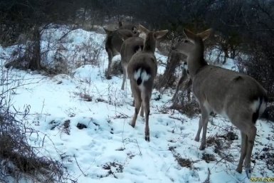 В объектив фотоловушек попали пятнистые олени на Ставрополье Минприроды Ставрополья