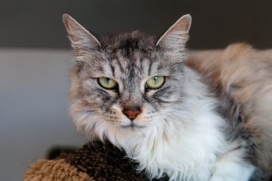 кот, кошка, домашние животные, фонд Умка, защитники животных Евгений Кулешов, ИА PrimaMedia.ru