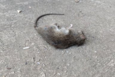 Борьбу с туляремией усилят из-за вспышки инфекции в округе Ставрополья ИА Stavropol.Media