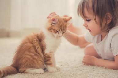 Эти 3 породы кошек искренне любят людей: уживутся даже с самыми капризными детьми ИИ Kandinsky (18+)