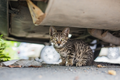кот, кошка, котенок,  бездомные животные Мария Смитюк, ИА PrimaMedia
