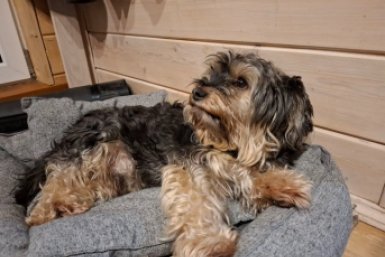 Думала, это просто характер: порода имеет значение - психика собаки и как с ней жить ИА StavropolMedia