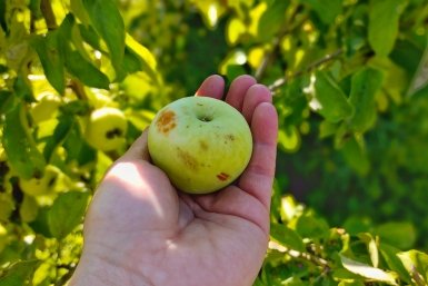 Яблоня Автора