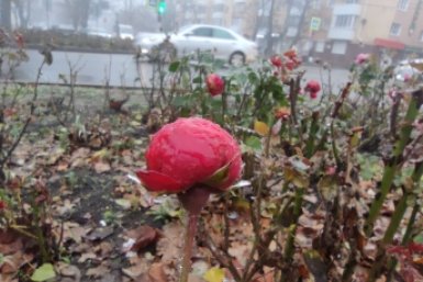 Дожди и до +14° в феврале: какая погода будет на выходных на Ставрополье ИА Stavropol.Media