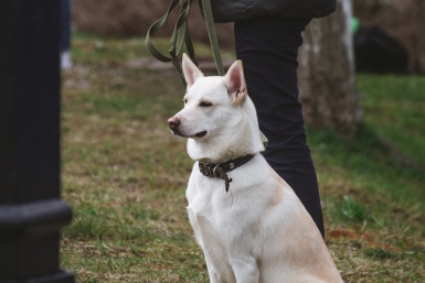 Уголовное дело возбудили после нападения собак на женщину в Минводах