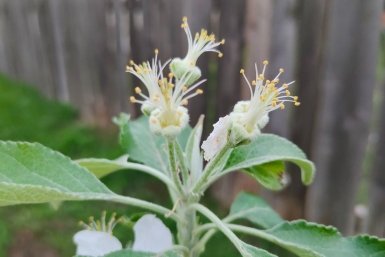 Яблоня Автора