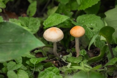 Грибы внесли в список редких и взяли под защиту закона на Ставрополье Илья Аверьянов, ИА PrimaMedia.ru