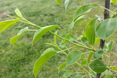 Груша Автора