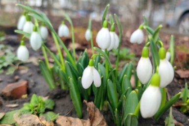 Первые вестники тепла: в середине февраля в Ставрополе распустились подснежники Елена Гиневская, ИА Stavropol.Media