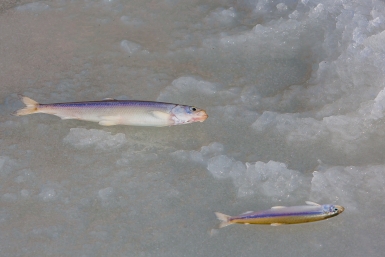 Зимняя рыбалка Мария Бородина. ИА PrimaMedia