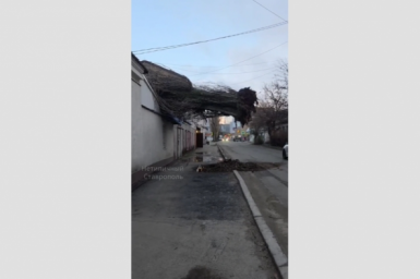 Огромное дерево рухнуло на дом в Ставрополе во время сильного ветра
