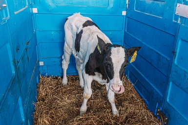 Надои молока выросли на 4,7% на Ставрополье Мария Смитюк, ИА PrimaMedia