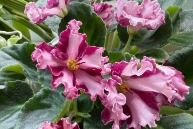 3 ложки на литр - и фиалка проснется от зимней спячки и зацветет: мощные бутоны ИА Stavropol.Media